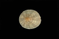 藏品(射線青螺)的圖片